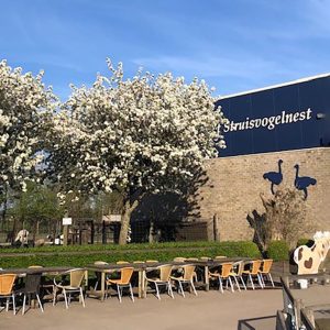 Struisvogelnest_Kinderboerderij_Lier_boerderij